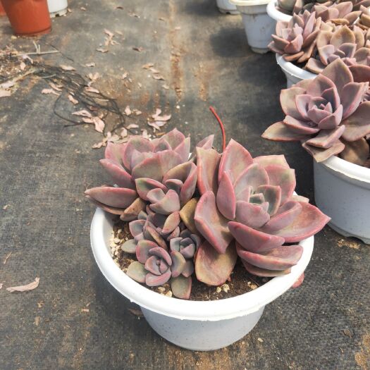 昆明多肉组合 彩虹糖