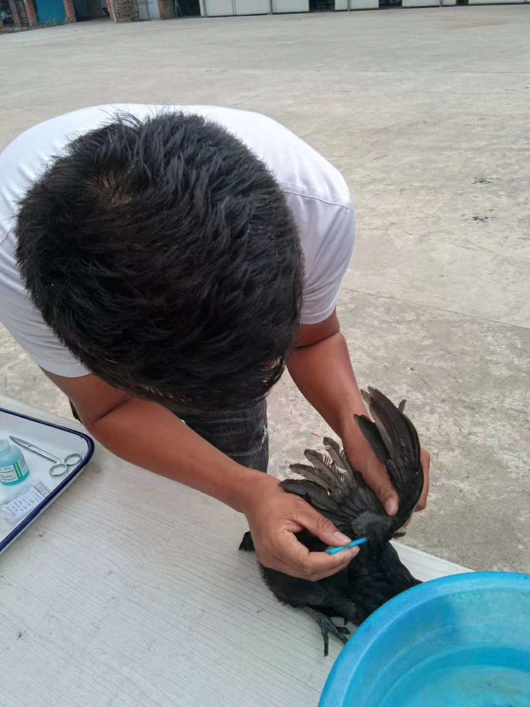 咨询服务  养殖技术培训养鸡技术养鸭技术养鹅技术