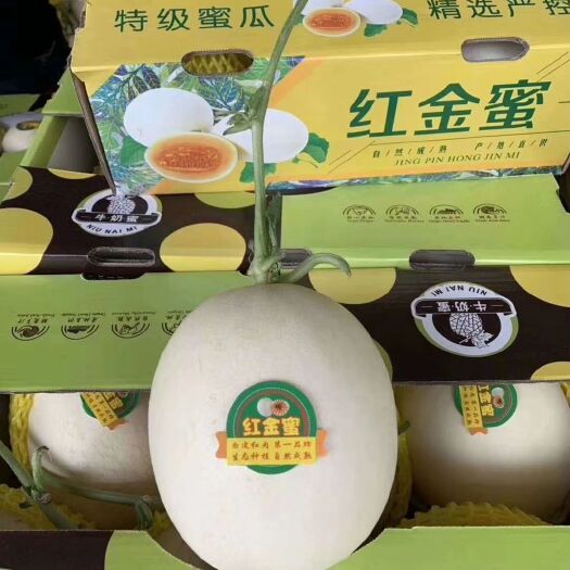 莘县东方蜜甜瓜 红金蜜甜瓜，主产区山东，大量现货供应