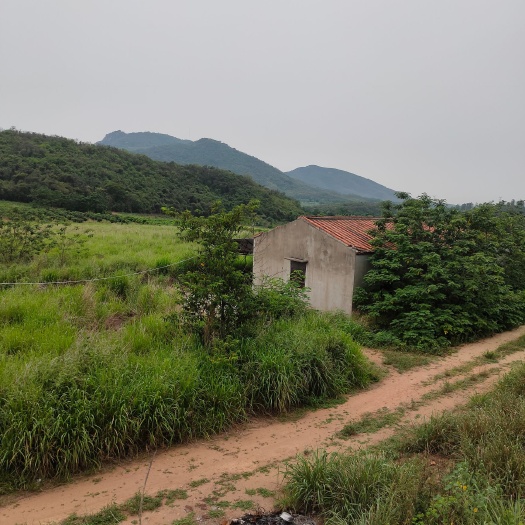 东方市疏林地  海南省东方市 土地出租资源 长期短期，应有尽有