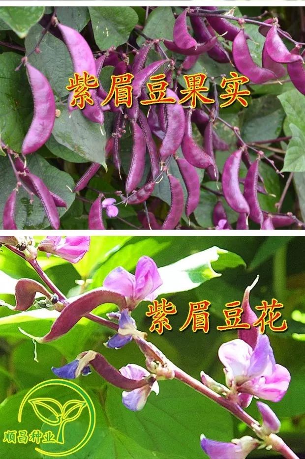 红遍天全红扁豆种子， 早熟80天，花冠紫红，荚全紫红色，