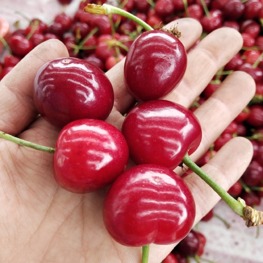 蒙阴县 樱桃