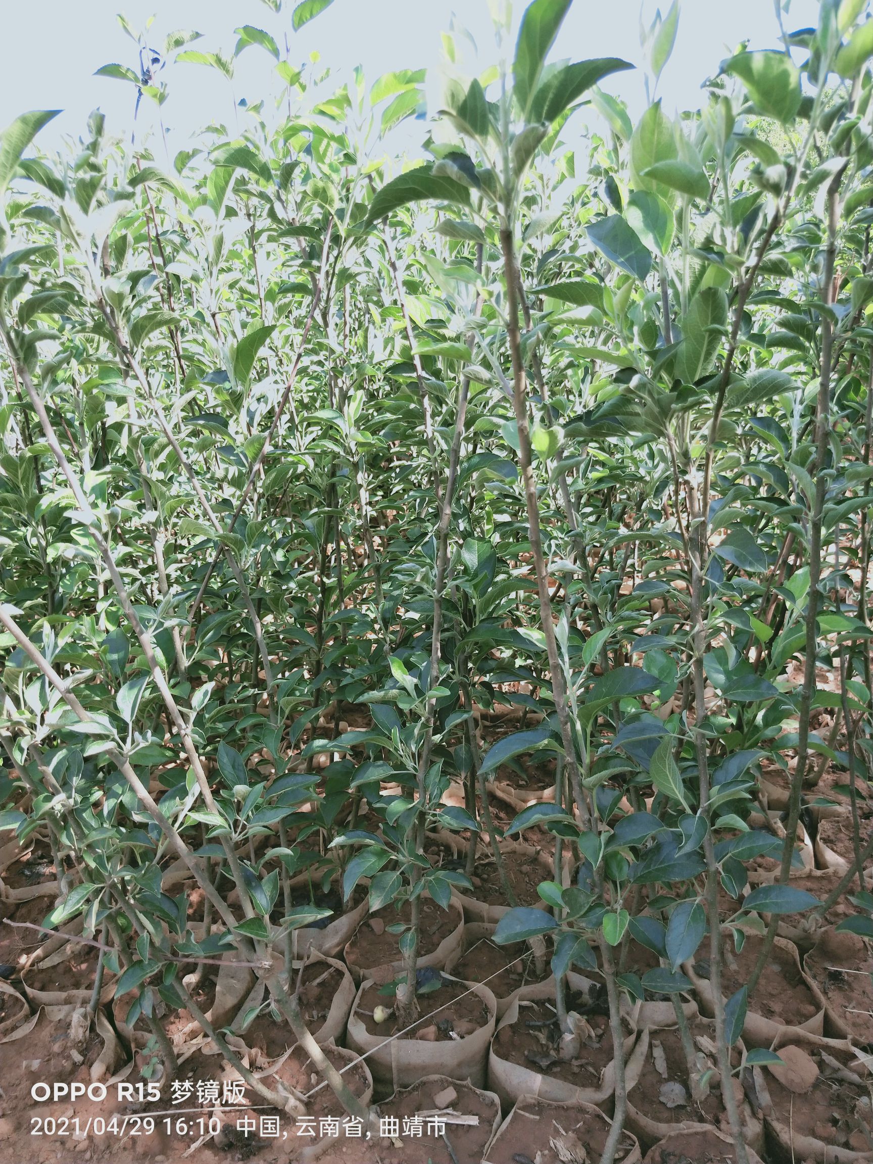 苹果树苗 红富士烟富，红露，华硕，旮旯苹果苗