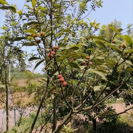 荸荠杨梅 邻水杨梅