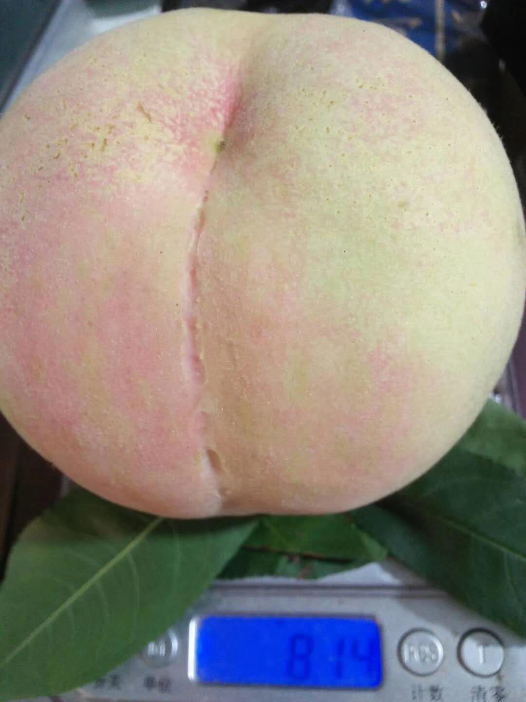 白凤桃  水蜜桃