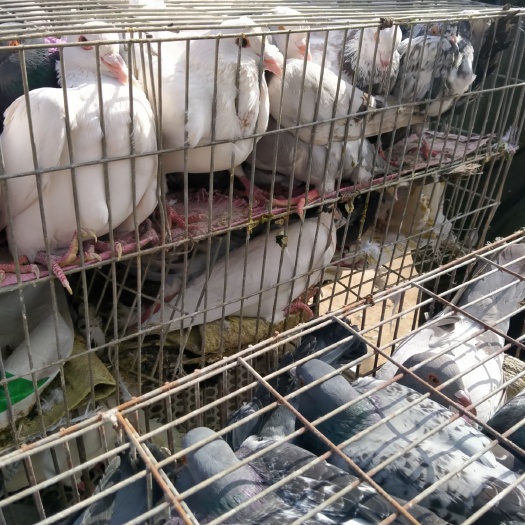 嘉祥县 鸽子白鸽
