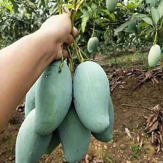 灵山县 金煌芒果苗