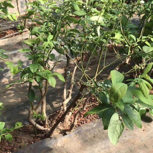 丹东 出售蓝莓占地树 大树