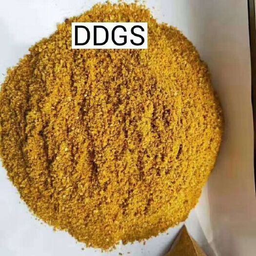 石家庄 玉米酒糟DDGS