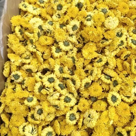 亳州菊花茶  养生花茶