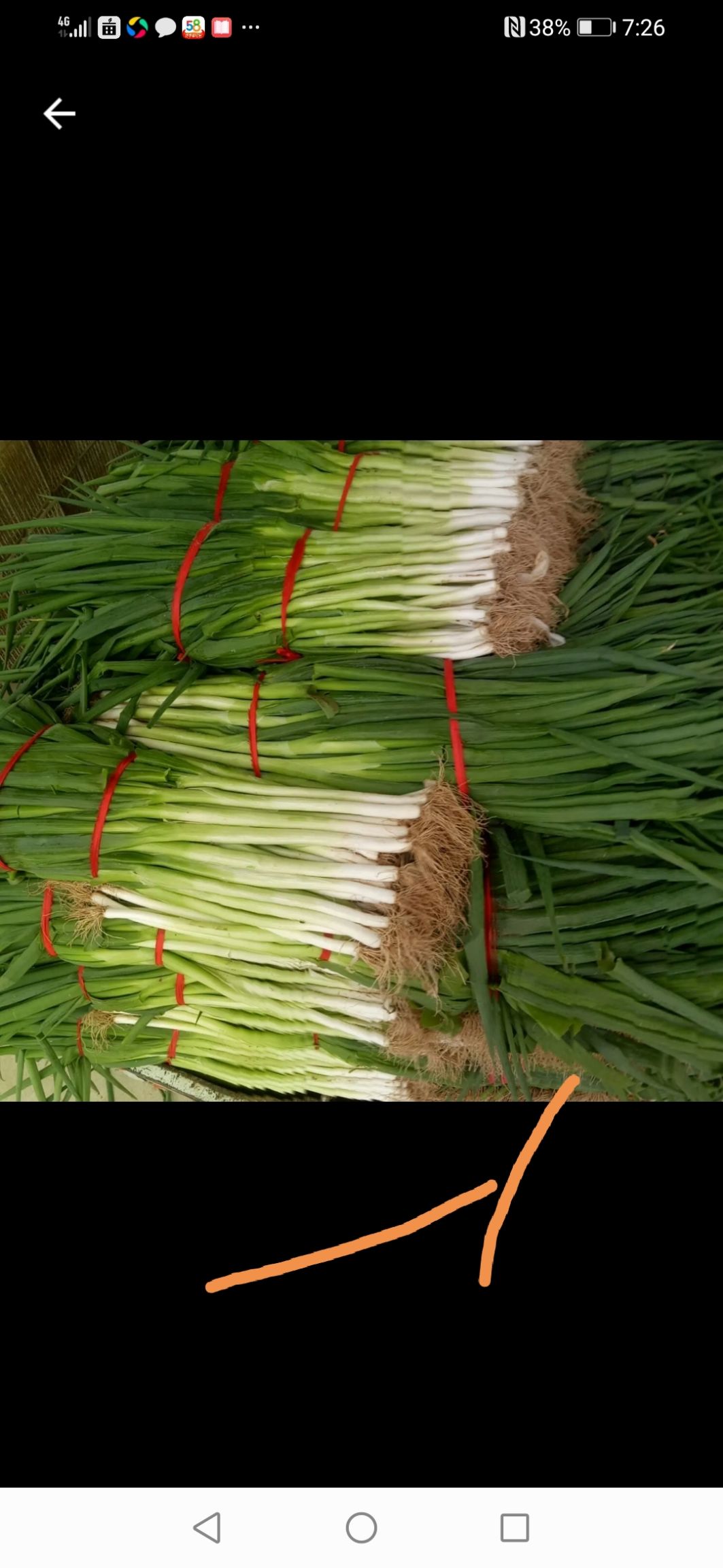 扁叶葱 量大货好