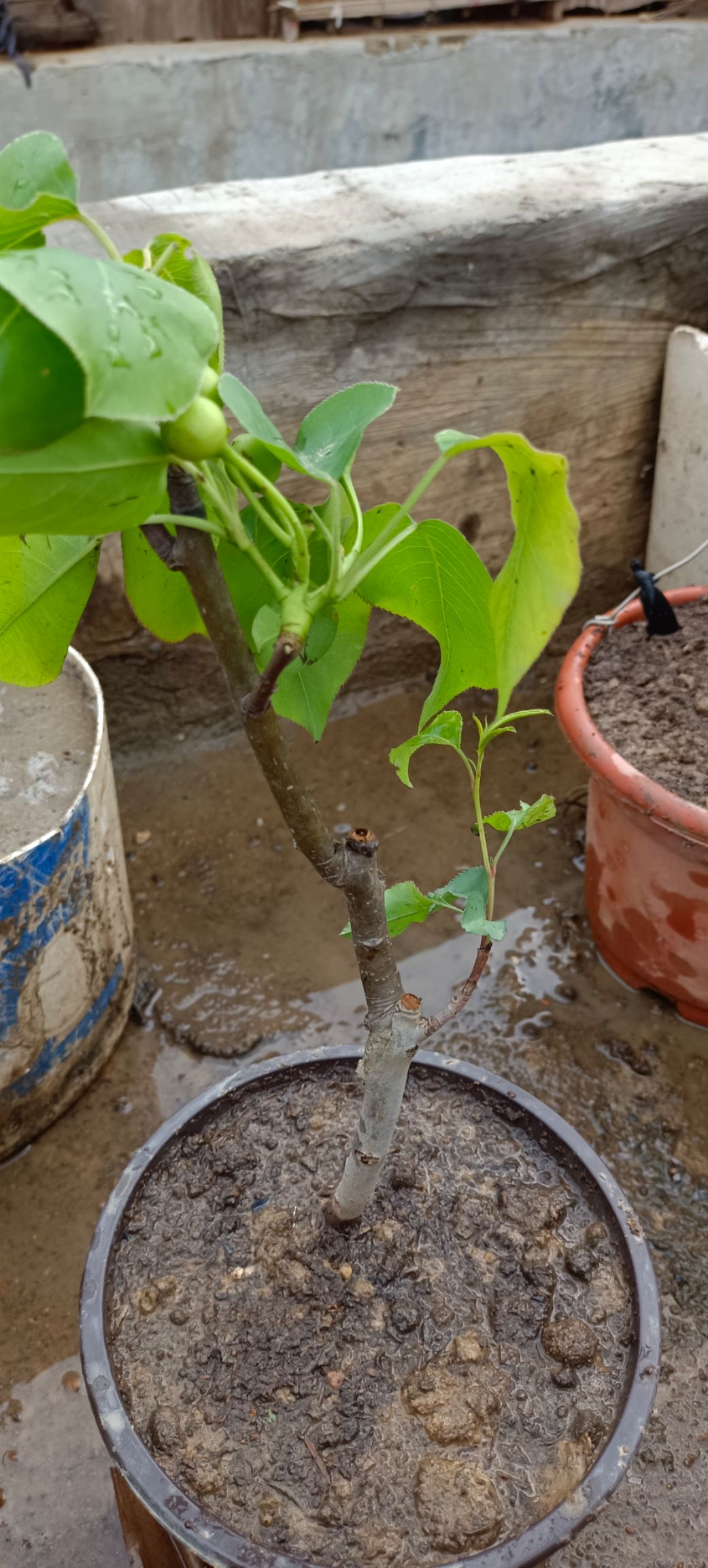 苹果树苗 红枣苗，嘉宝树葡萄苗，苹果苗，沃柑苗