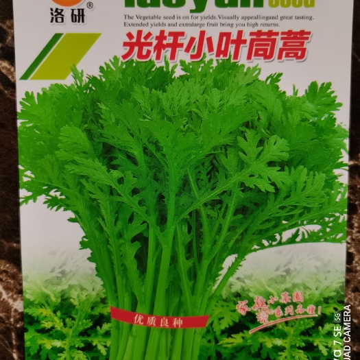 郑州光杆小叶茼蒿种子，阳台花盆小菜园大棚蔬菜种子洛研农业