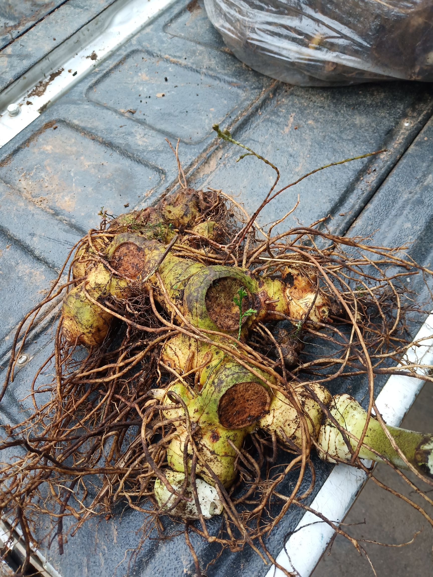 江西宜春倒苗深山甜黄精，现挖现采