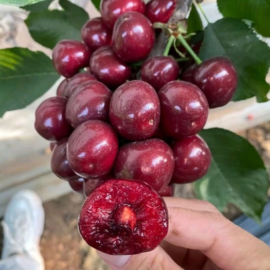 栖霞市美早樱桃 3斤装J级(26-28mm)烟台新鲜美早大樱桃 顺丰包邮