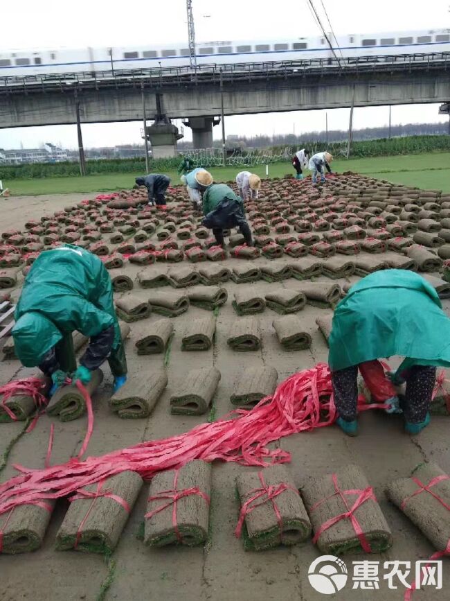 剪股颖草坪  各种草皮基地直销，拒绝中间商赚差价，常年供应