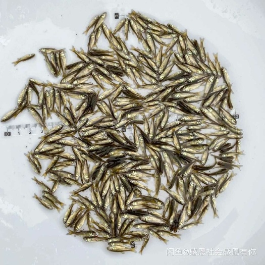 天门市草鱼，优质草鱼苗