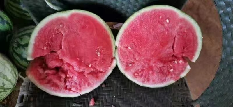 夏邑县夏邑西瓜，商丘西瓜，河南西瓜，美嘟西瓜，8424西瓜