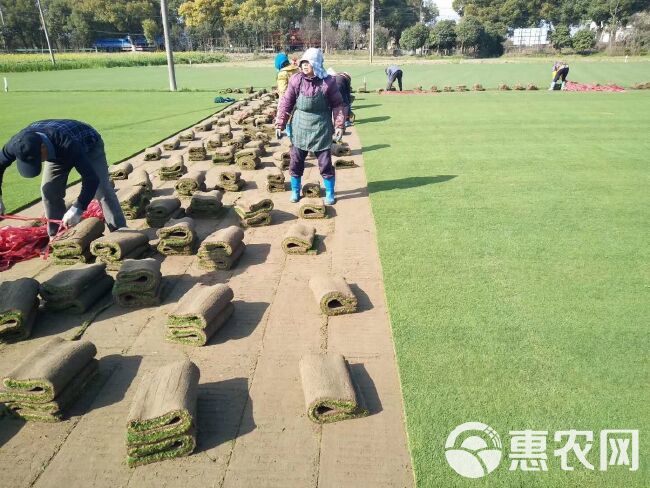 剪股颖草坪  各种草皮基地直销，拒绝中间商赚差价，常年供应