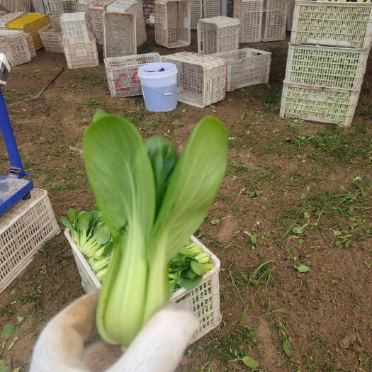 曹县自家种植上海青油菜有需要的老板提前预订！价格优惠！
