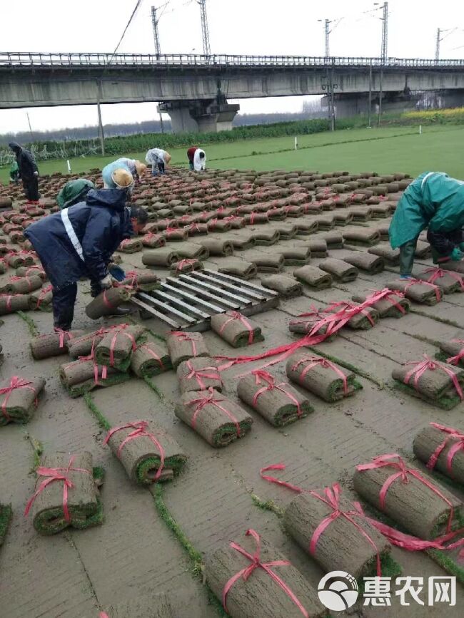 剪股颖草坪  各种草皮基地直销，拒绝中间商赚差价，常年供应