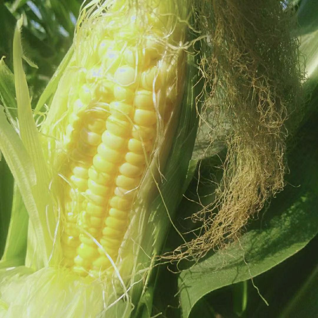 水果玉米2到200吨上市