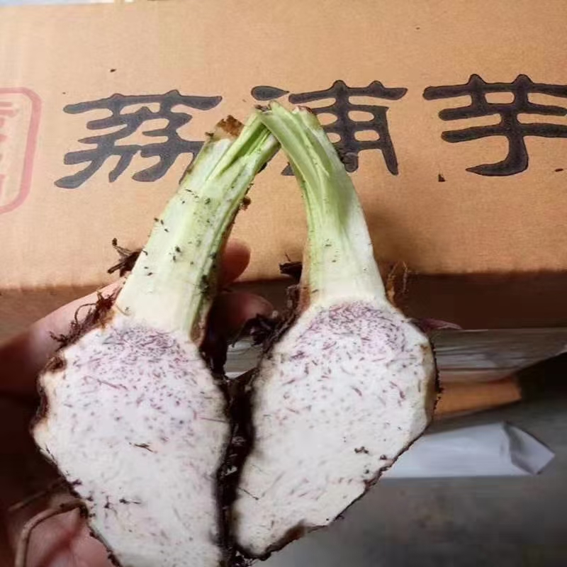 正宗广西桂林荔浦芋头种子产地直发 荔浦直发成活率高合作社合作