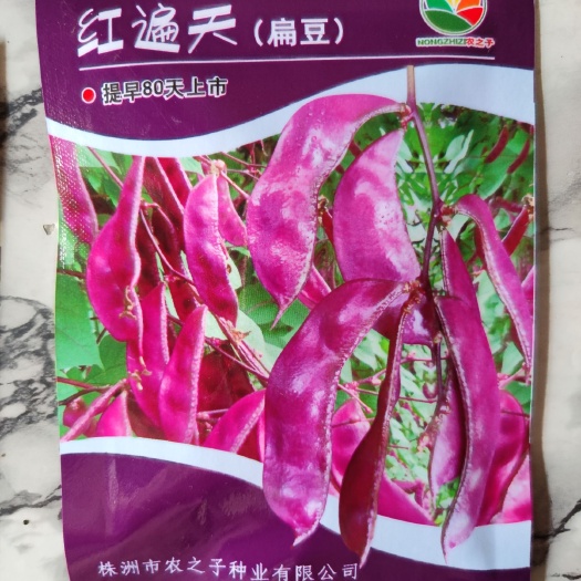 红遍天全红扁豆种子， 早熟80天，花冠紫红，荚全紫红色，