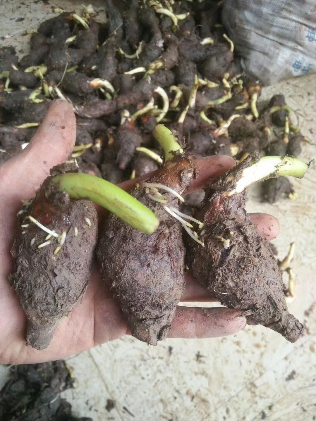正宗广西桂林荔浦芋头种子产地直发 荔浦直发成活率高合作社合作