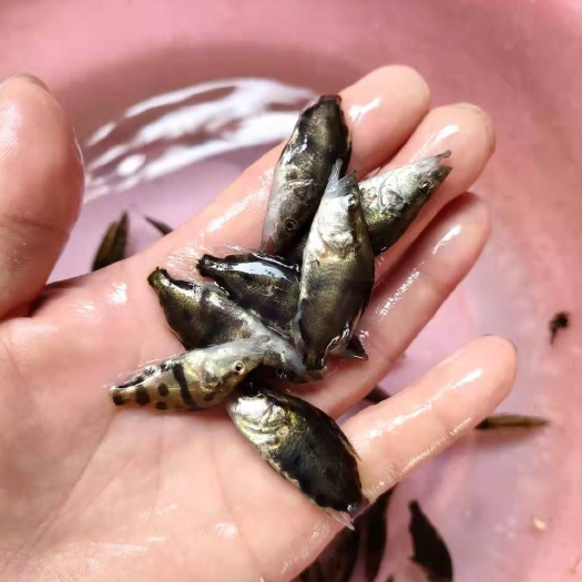 南宁桂鱼苗  长期供应优质桂花鱼苗，鳜鱼苗，现货出售，