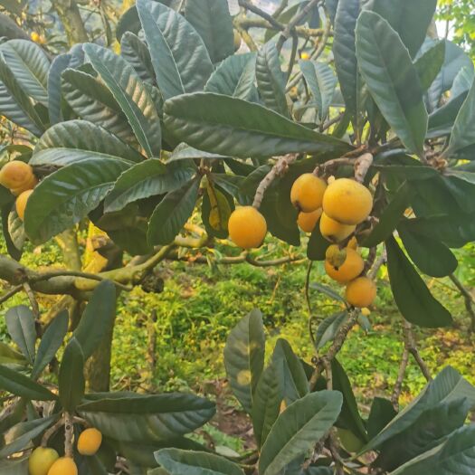 重庆市 自家产的枇杷，天然无污染，甜而不腻