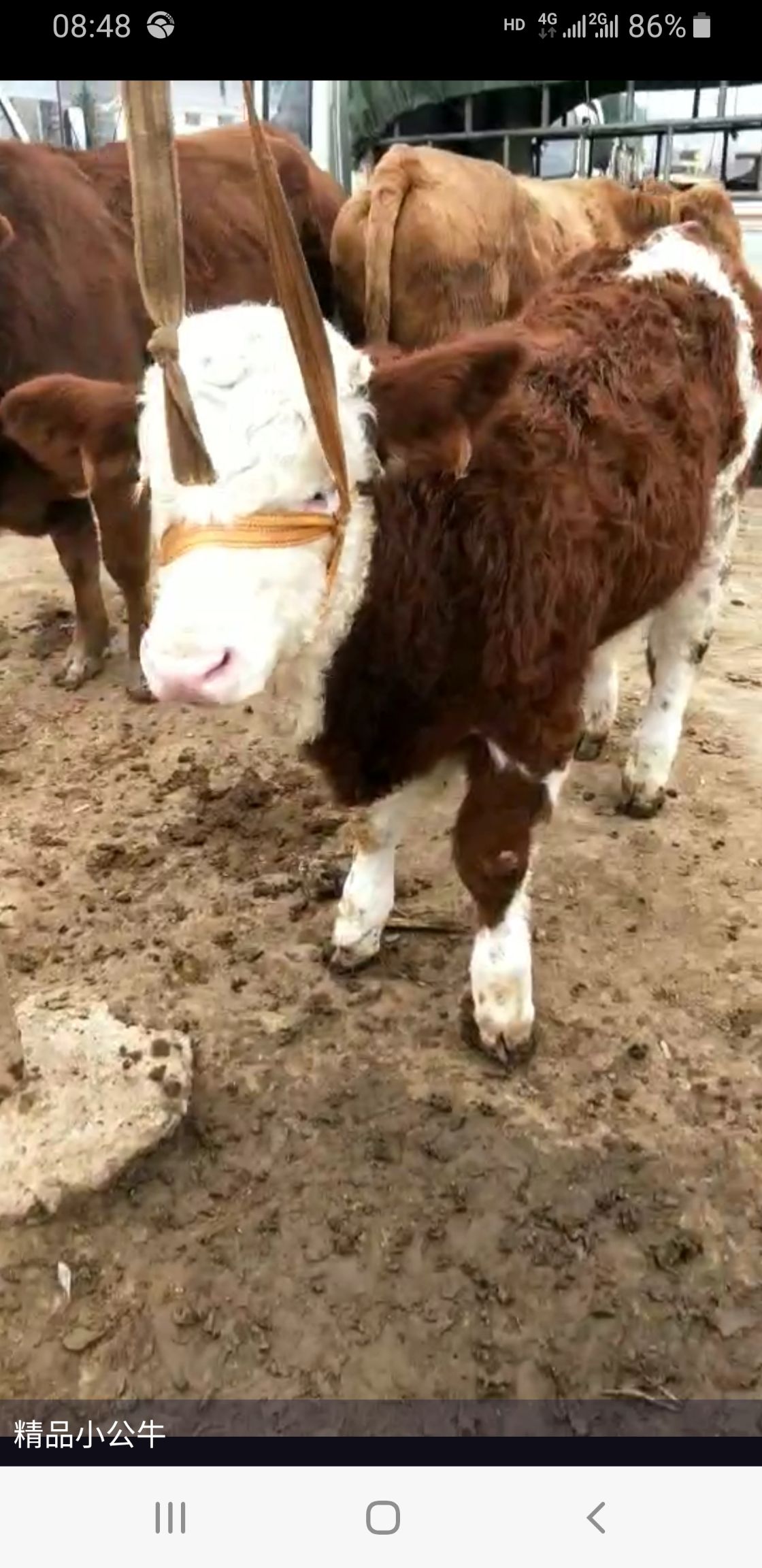 肉牛  西门塔尔牛犊 杂交牛犊