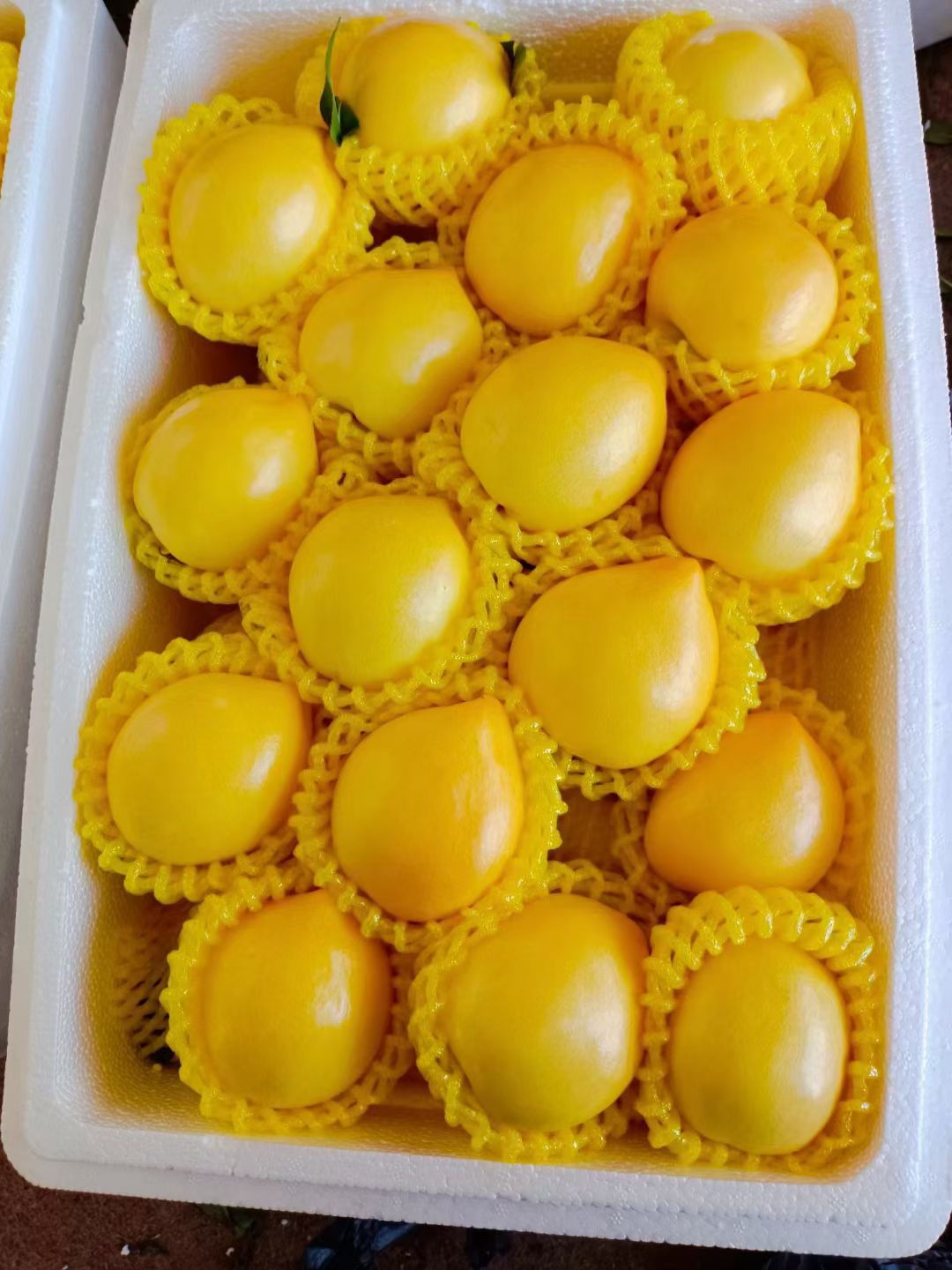  山东大鹏油桃