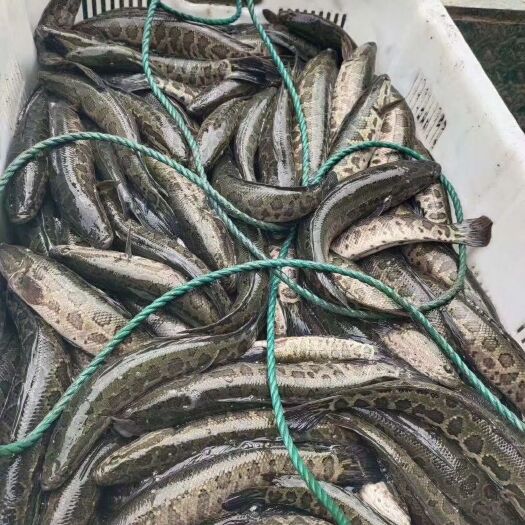 湖州乌鳢苗 黑鱼苗一斤3尾