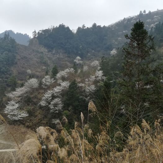 彭水土鸡蛋 食用 箱装 