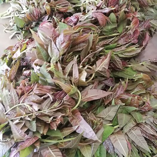 合水县 天然野生香椿芽