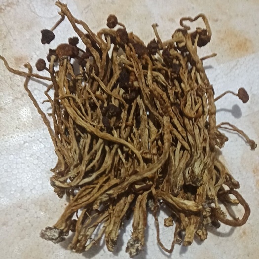 寻甸县广昌3号茶树菇 云南省昆明市寻甸回族彝族自治县 14~16cm 未开伞 干茶树菇 