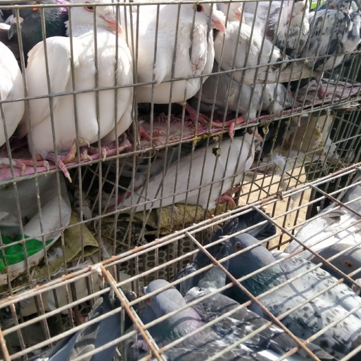 嘉祥县 鸽子淘汰鸽子