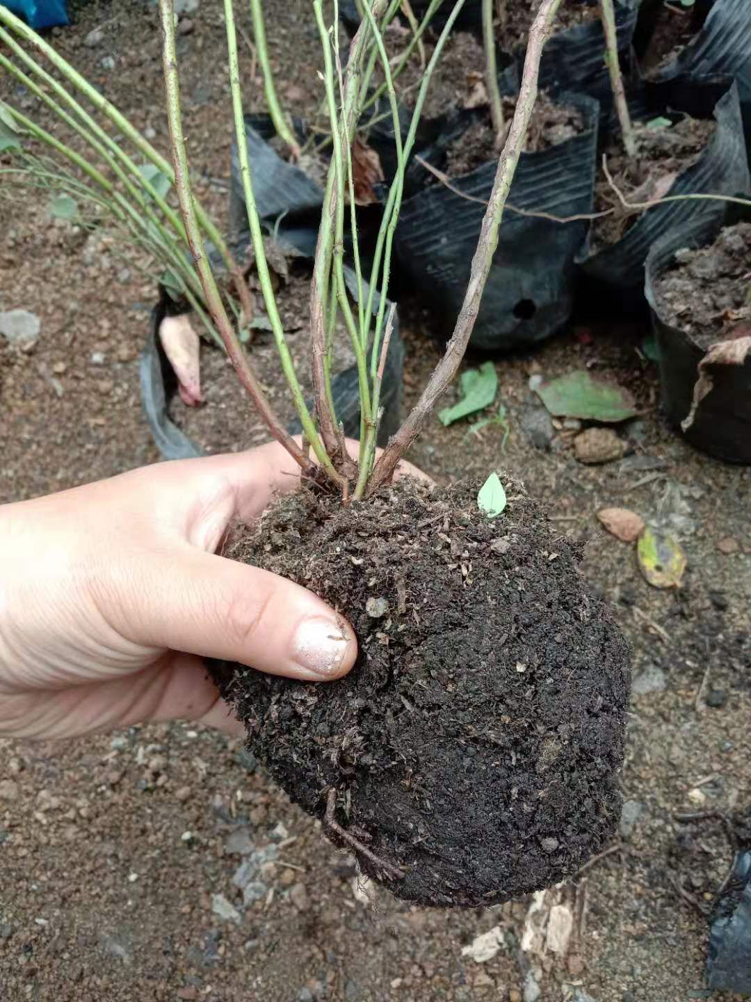 莱克西蓝莓苗  蓝莓苗，长白山蓝莓主培苗，三年杯苗，40公分