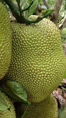 菠萝蜜，干包，支持物流