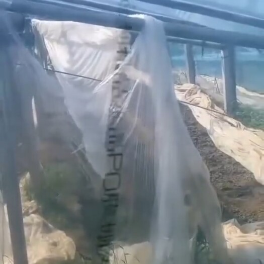 青州市棚膜  高透光，超保温，耐穿刺PO膜