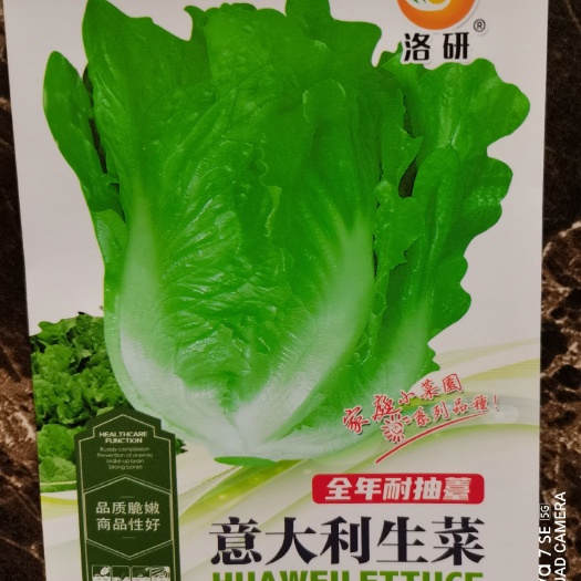 郑州意大利生菜种子园艺阳台花盆小菜园大棚蔬菜种子洛研农业