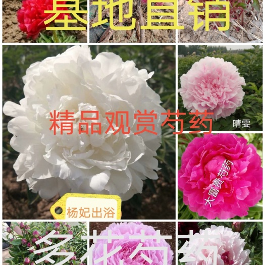 菏泽多花芍药  芍药品种多，花色齐全，多瓣大花，，国产基地直
