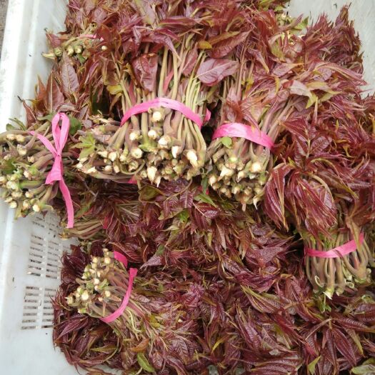 临朐县红油香椿  临朐县寺头镇露天红香椿芽大量现货精品二茬开始上市了
