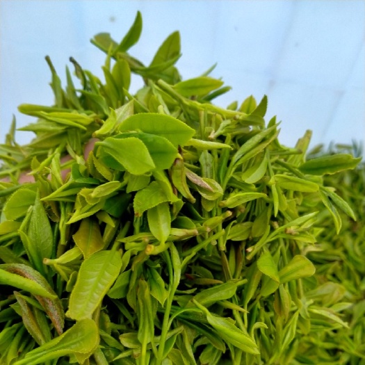 金寨县黄芽茶 霍山黄芽