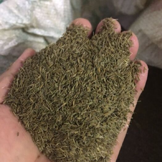 靖宇县蒲公英种子，长白山培育一代蒲公英种子，小叶，独根