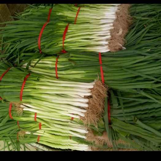 扁叶葱 量大货好