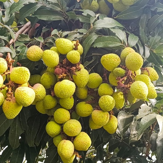 灵山县三月红荔枝 灵山三月红