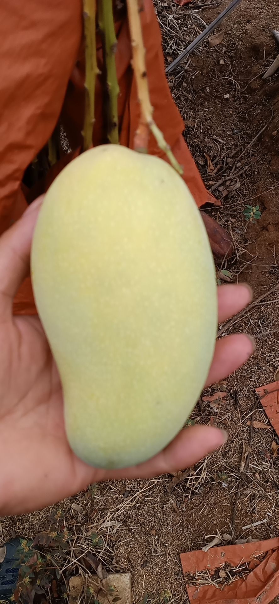 热农芒果 又老又甜