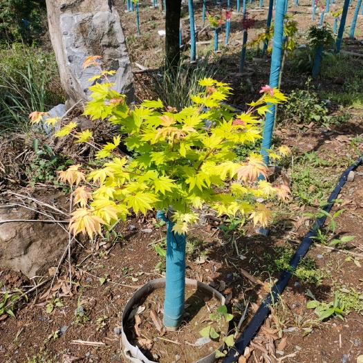 全州县黄金枫约旦，红小秀，羽毛枫，流泉